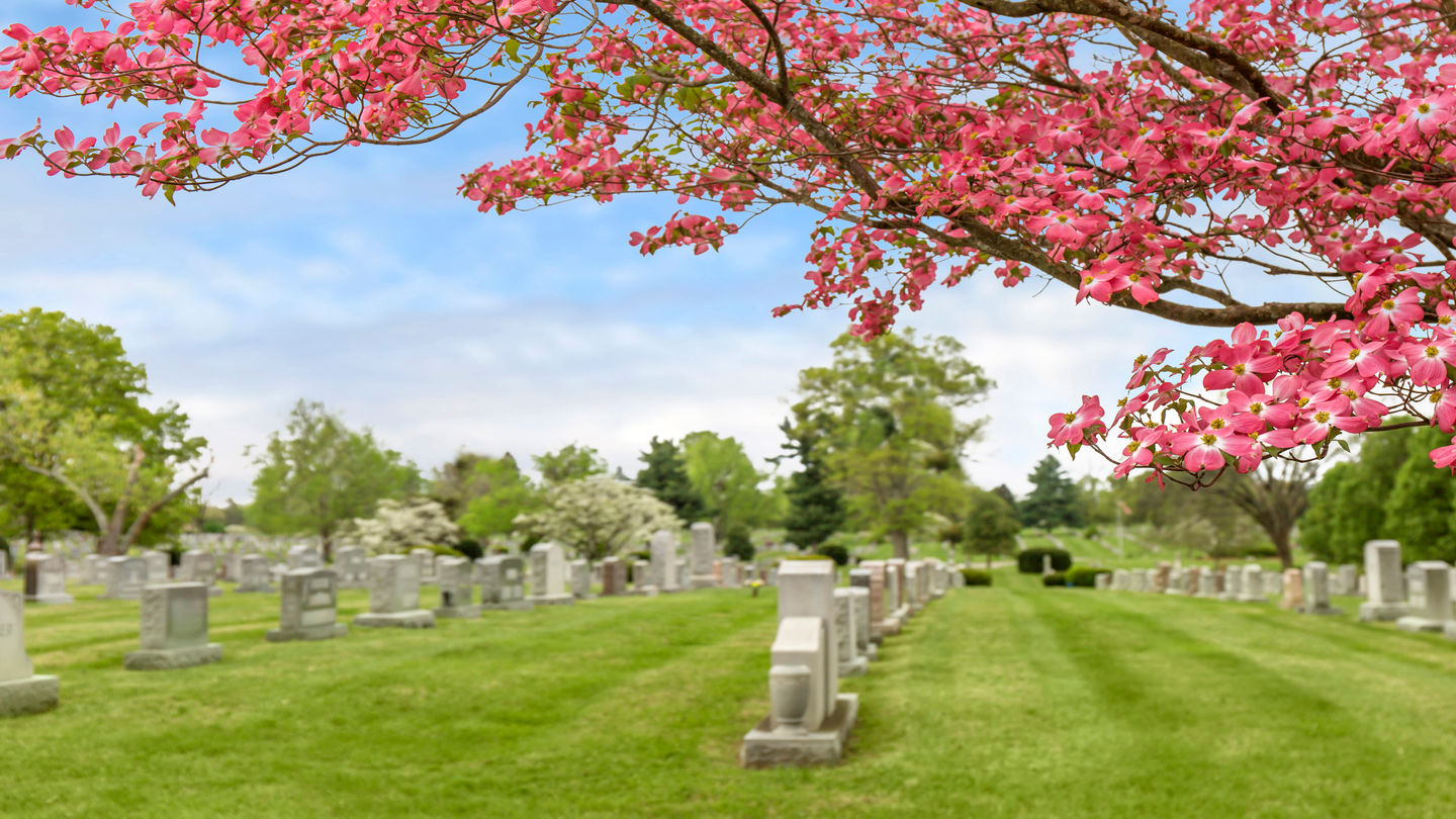 Cemetery grounds and a tree with pink flowers in focus at Resthaven Memorial Park.