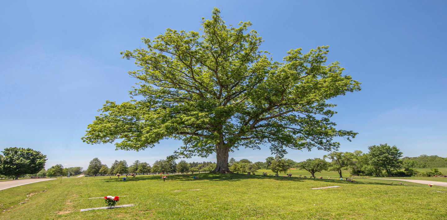 Cemetery - Lynnhurst Cemetery
