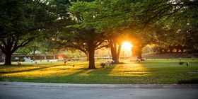 Sunset behind the trees at a cemetery