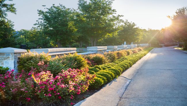 A sunlit road in a cemetery with private estates, bushes and flowers.