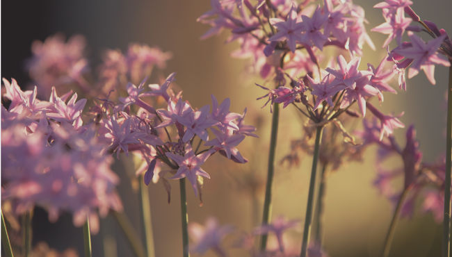 Closeup of purple flowers growing outside