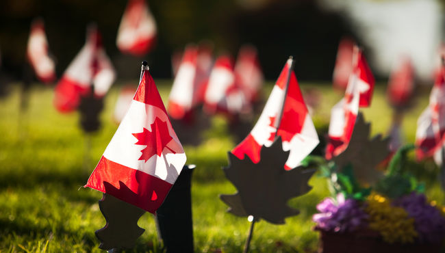 Canadian flags and maple leaves are displayed outside in the grass with sunlight illuminating them.