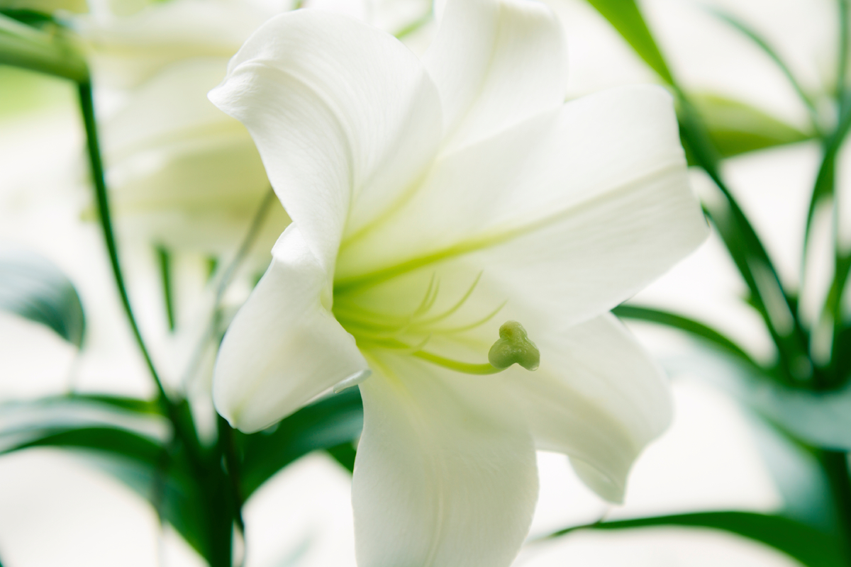 A close up of a white Easter lily.