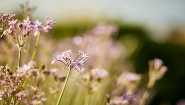Closeup of purple flowers growing outside