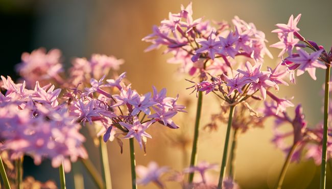 Purple petals reach for the sun.