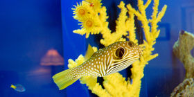 Aquarium at Beaches Chapel by Hardage-Giddens