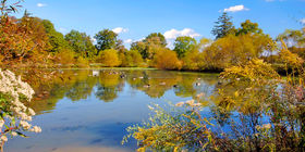 Pond with ducks swimming at Maryland National Memorial