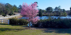 Cemetery Grounds at Oleander Memorial Gardens