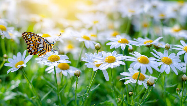 5-Ways-to-Remember-Mom-Managing-Grief-on-Mothers-Day