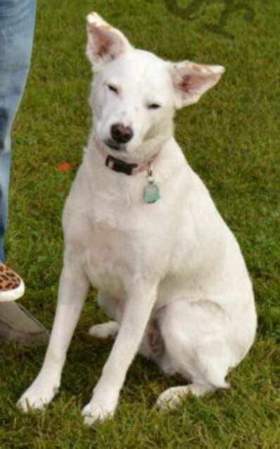 Jackie the Therapy Dog