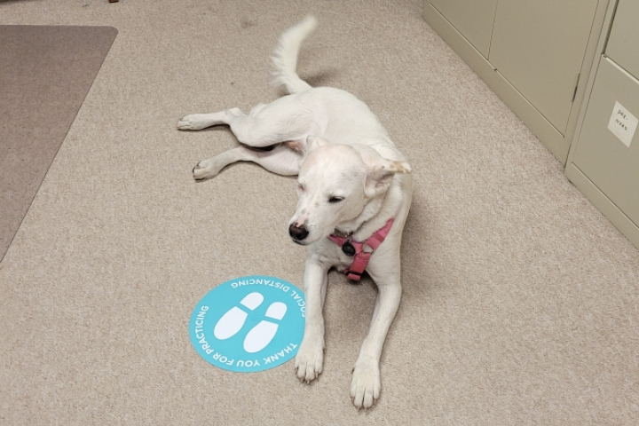 Jackie the Therapy Dog