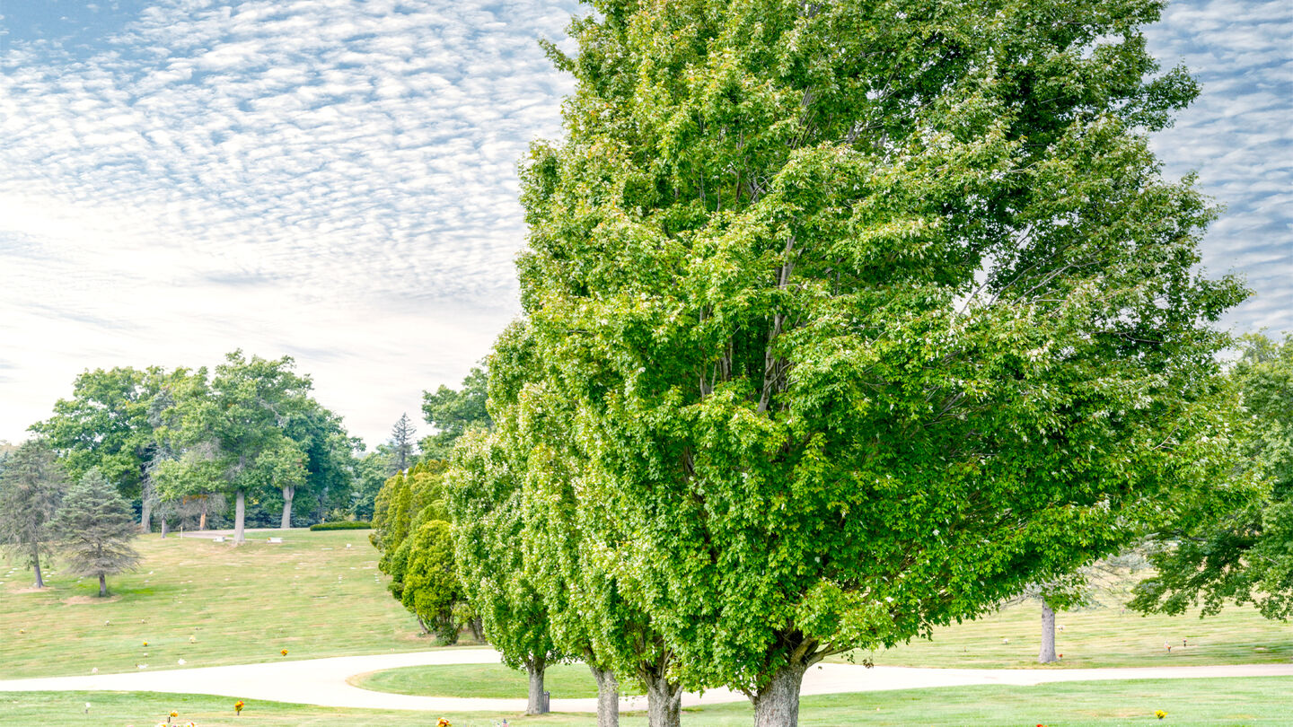 Cemetery grounds at Saul-Gabauer Funeral Home & Sylvania Hills Memorial Park