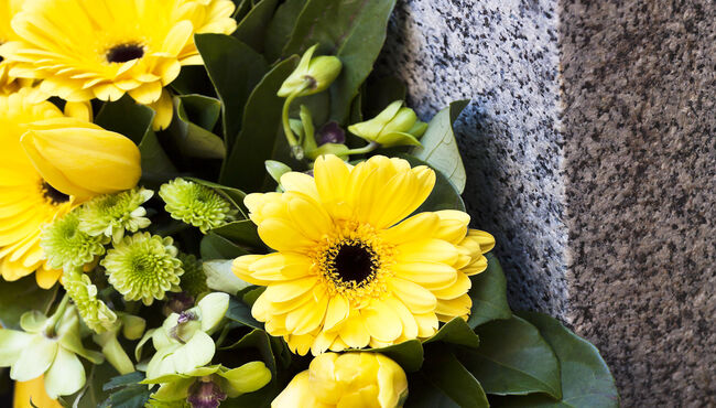 Closeup yellow daisies on granite stone, copy space