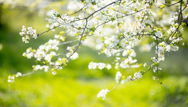 Spring Savings image of white flowers on branches