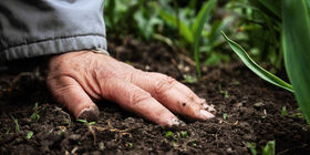 hand touching soil