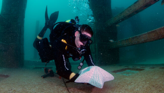 A diver places a custom cremation marker in Neptune Memorial Reef.