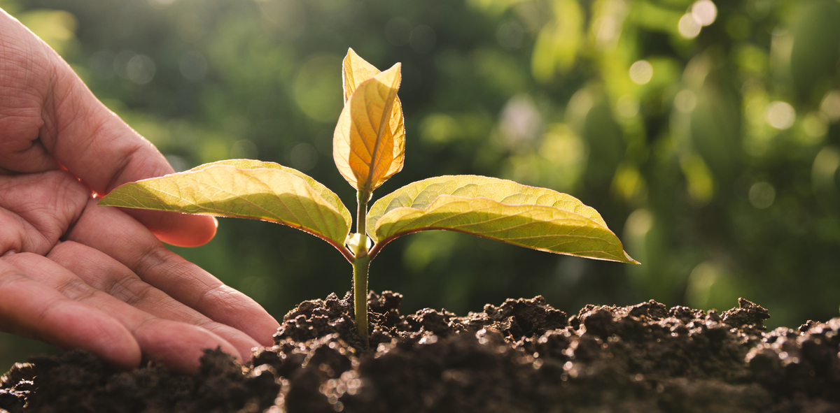 What To Do With a Loved One’s Soil After Human Composting 2