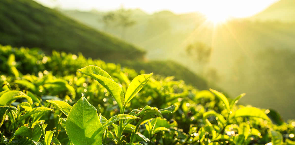 What To Do With a Loved One’s Soil After Human Composting 5