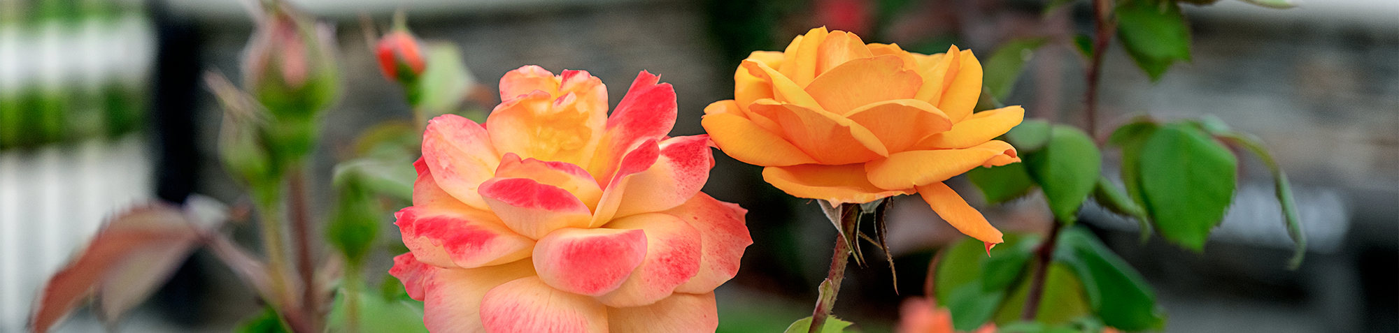 Online seminar cta background for desktop