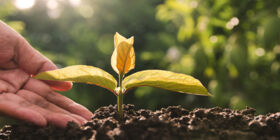 What To Do With a Loved One’s Soil After Human Composting 2