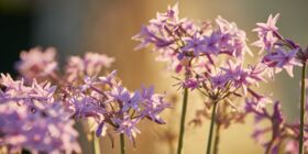 Purple petals reach for the sun.