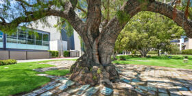 Cemetery grounds at Pierce Brothers Westwood Village Memorial Park & Mortuary